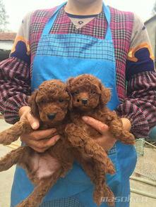 娱乐圈吃瓜爆料弟弟泰迪