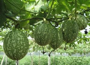 娱乐吃瓜图片大全,吃瓜图片大全，带你领略明星幕后生活